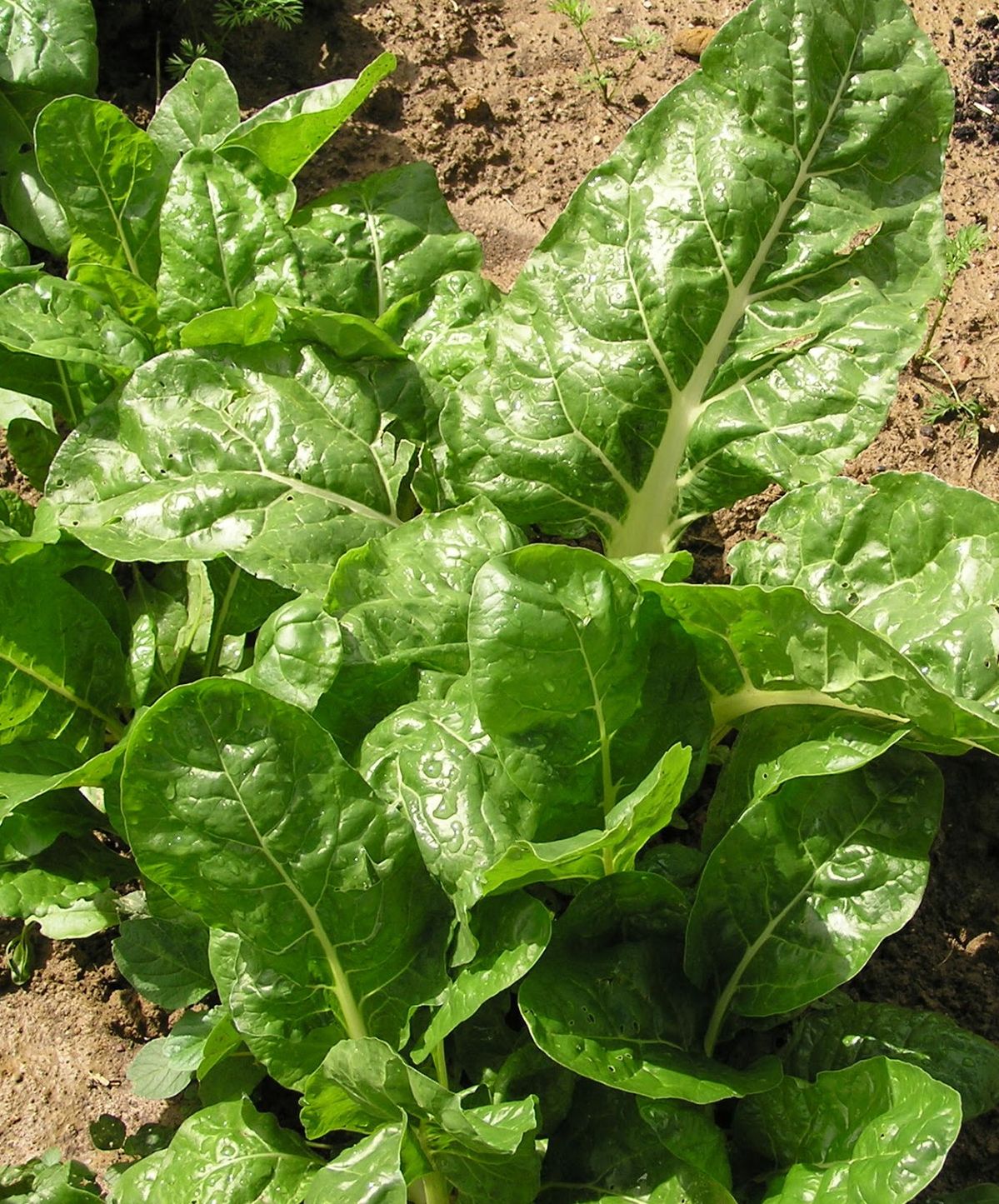 blitva-swiss-chard-sezonska-namirnica.jpg