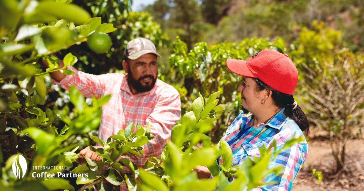 International Coffee Partners - 25 godina podrške obiteljima i zajednicama koje se bave uzgojem kave